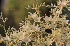Shorea robusta